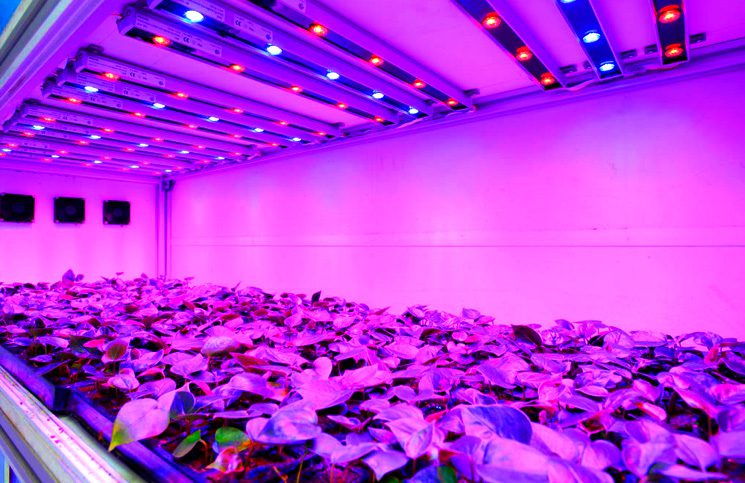 Iluminación LED para cultivos de interior y exterior