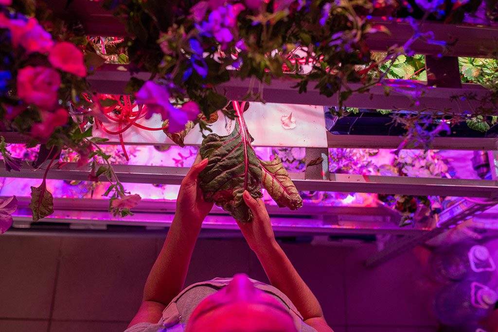 derrocamiento Debe aspecto Cuál es la mejor luz artificial para plantas? | Ledbox News