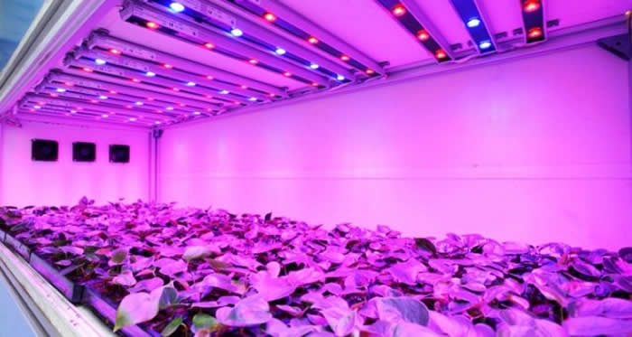 luz artificial para plantas