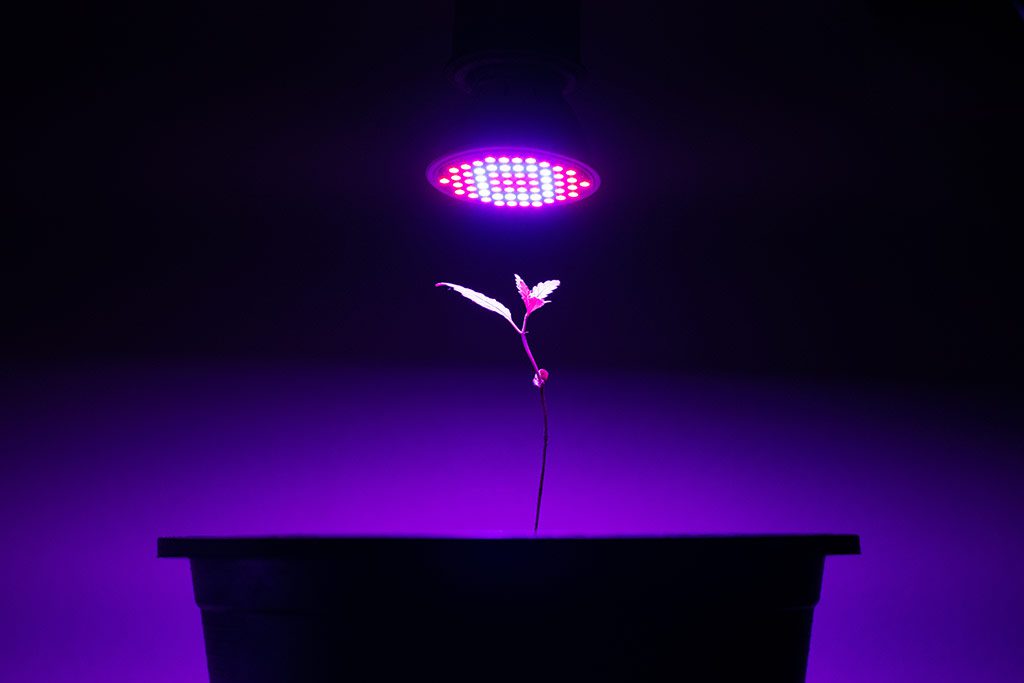 luz artificial para plantas
